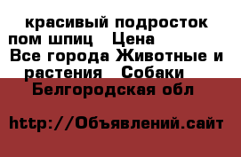 красивый подросток пом шпиц › Цена ­ 30 000 - Все города Животные и растения » Собаки   . Белгородская обл.